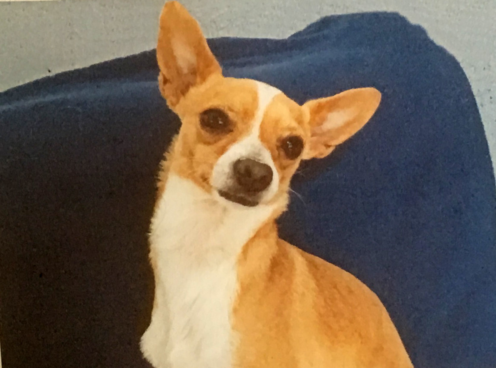 Pic of the Litter: Benji